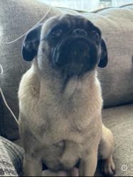 Lost Female Dog last seen Near E Avenue Q12 Palmdale, CA 93552 United States, Palmdale, CA 93552