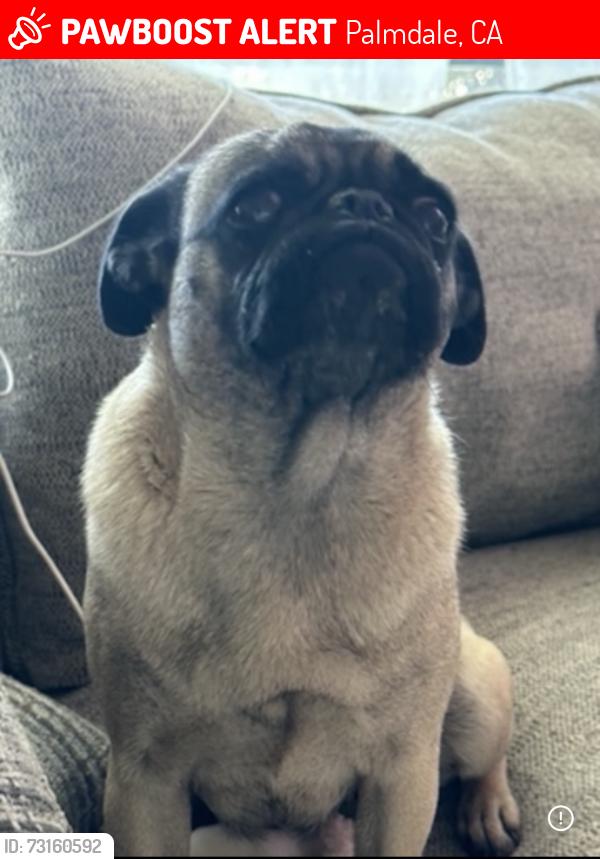 Lost Female Dog last seen Near E Avenue Q12 Palmdale, CA 93552 United States, Palmdale, CA 93552