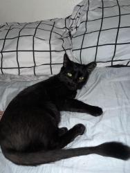 Lost Female Cat last seen Fawn lake community near citrus park mall, Tampa, FL 33626