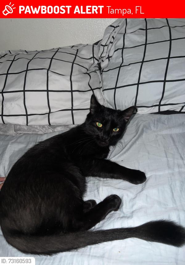 Lost Female Cat last seen Fawn lake community near citrus park mall, Tampa, FL 33626