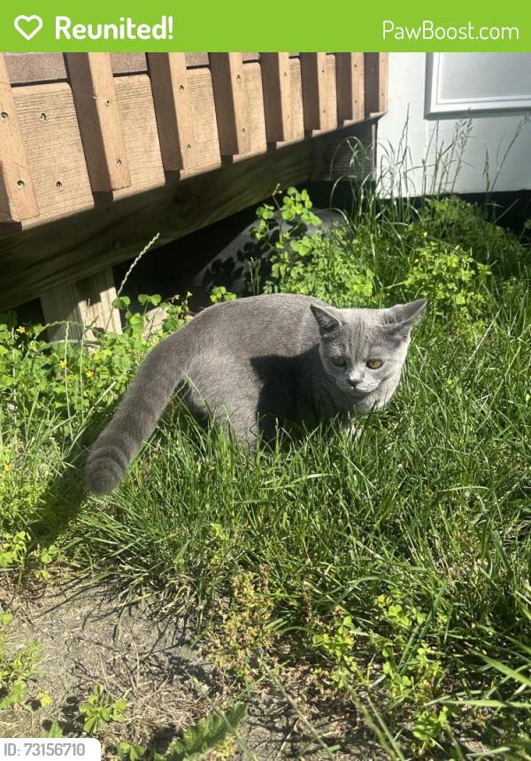 Reunited Female Cat last seen Teasel Ct, Avon Lake, OH 44012