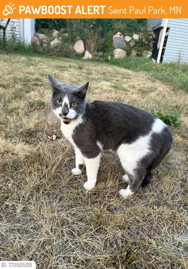 Found/Stray Unknown Cat last seen Pleasant Ave and 7th Ave, Saint Paul Park, MN 55071