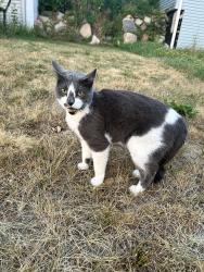 Found/Stray Unknown Cat last seen Pleasant Ave and 7th Ave, Saint Paul Park, MN 55071