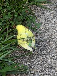 Found/Stray Unknown Bird last seen Minnehaha st, Oakland, NJ 07436