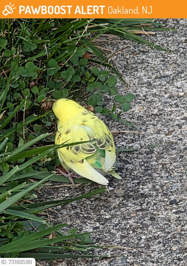 Found/Stray Unknown Bird last seen Minnehaha st, Oakland, NJ 07436