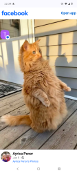 Lost Male Cat last seen Washington St, Bismarck, ND 58504