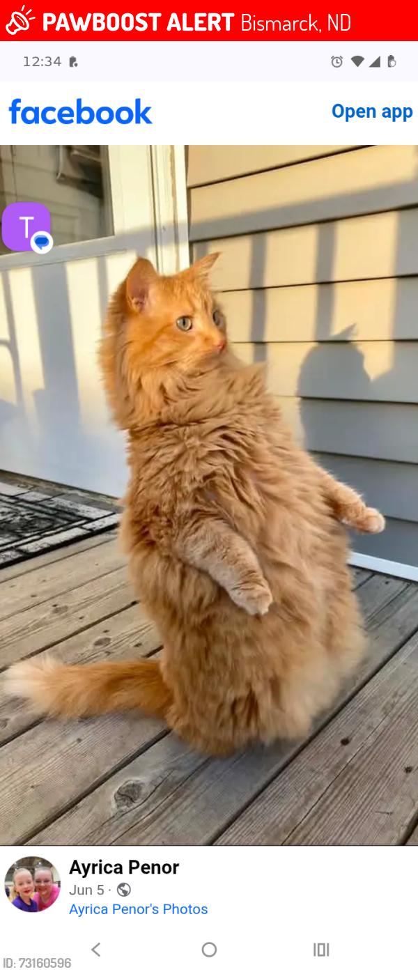 Lost Male Cat last seen Washington St, Bismarck, ND 58504