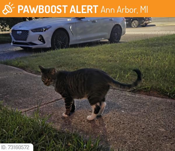 Found/Stray Unknown Cat last seen Liberty and Maple Rd, Ann Arbor, MI 48103