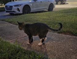 Found/Stray Unknown Cat last seen Liberty and Maple Rd, Ann Arbor, MI 48103