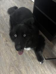 Found/Stray Unknown Dog last seen Goldenwest and garden grove, Westminster, CA 92683