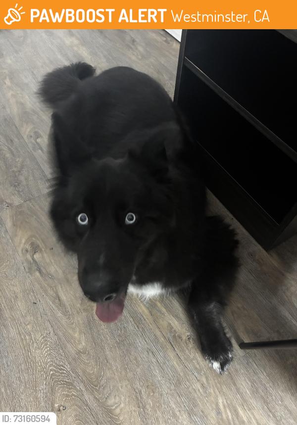 Found/Stray Unknown Dog last seen Goldenwest and garden grove, Westminster, CA 92683