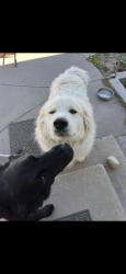 Reunited Male Dog last seen Near SunnyRidge Rd, Nampa, ID 83686, USA, Nampa, ID 83686