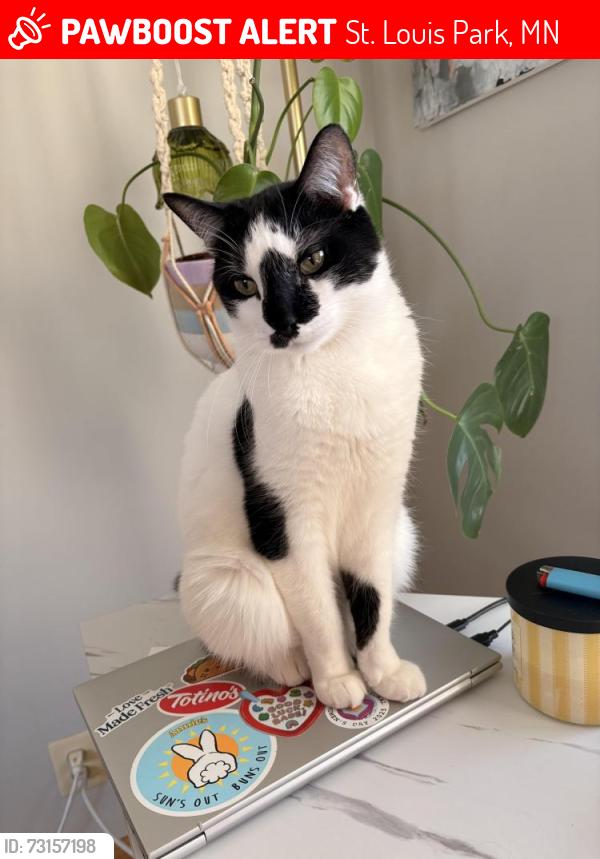Lost Male Cat last seen Near Goodrich ave, St. Louis Park, MN 55426