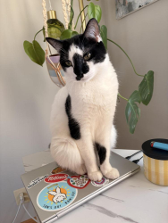 Lost Male Cat last seen Near Goodrich ave, St. Louis Park, MN 55426