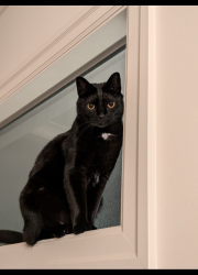 Reunited Male Cat last seen 7th Ave between Larch and Trafalgar, Vancouver, BC V6K 1Y9