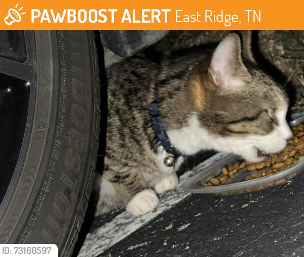 Found/Stray Unknown Cat last seen Parkridge apmts, East Ridge, TN 37412