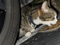 Found/Stray Unknown Cat last seen Parkridge apmts, East Ridge, TN 37412