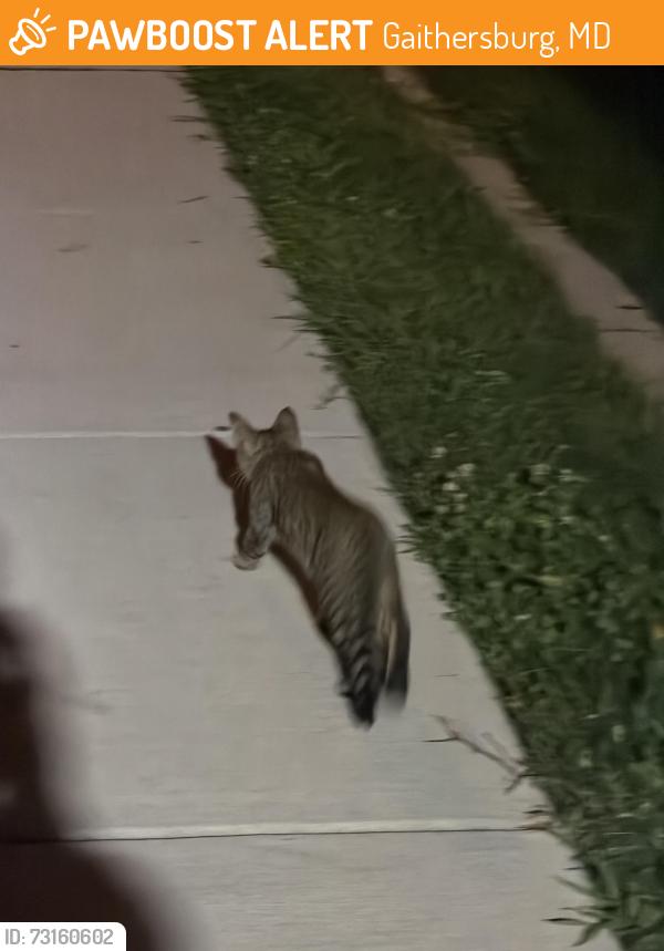 Found/Stray Male Cat last seen Wawa, Gaithersburg, MD 20877
