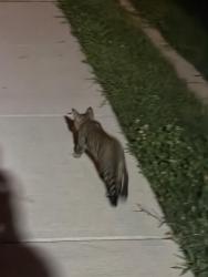 Found/Stray Male Cat last seen Wawa, Gaithersburg, MD 20877