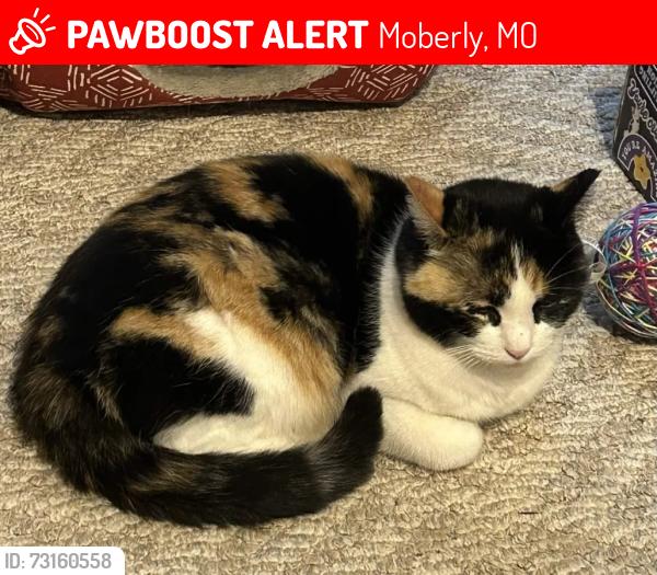 Lost Female Cat last seen North Ault Street, Senior Americans Multipurpose Center, Moberly, MO 65270