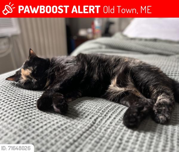 Lost Female Cat last seen Fourth street old town, Old Town, ME 04468