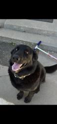 Reunited Male Dog last seen Near SunnyRidge Rd, Nampa, ID 83686, USA, Nampa, ID 83686
