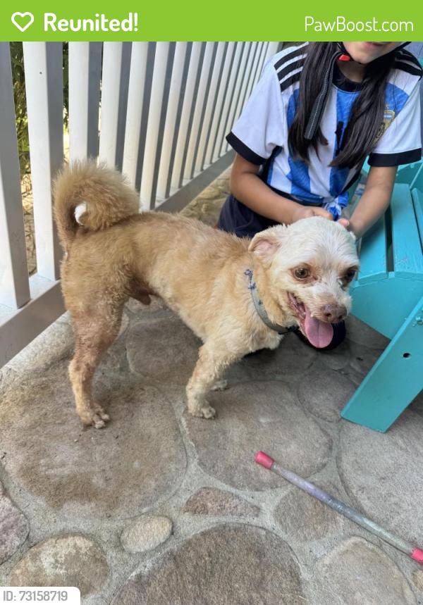 Reunited Male Dog last seen Donora and towers, Torrance, CA 90503