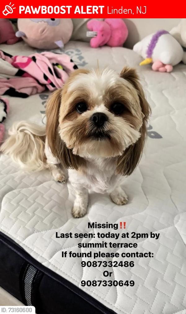 Lost Female Dog last seen Linden high school, Linden, NJ 07036