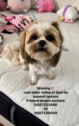 Lost Female Dog last seen Linden high school, Linden, NJ 07036
