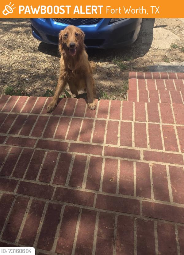 Found/Stray Unknown Dog last seen Otto Street/Avenue M, Fort Worth, TX 76105