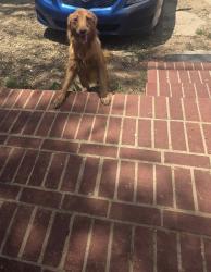 Found/Stray Unknown Dog last seen Otto Street/Avenue M, Fort Worth, TX 76105