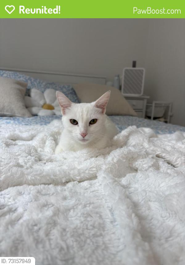 Reunited Female Cat last seen Fraser, Québec, QC G1S 2W5