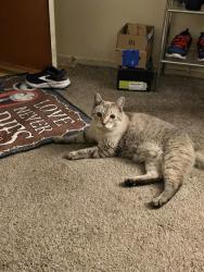 Found/Stray Female Cat last seen N Rainbow and W Washington Ave, Las Vegas, NV 89107