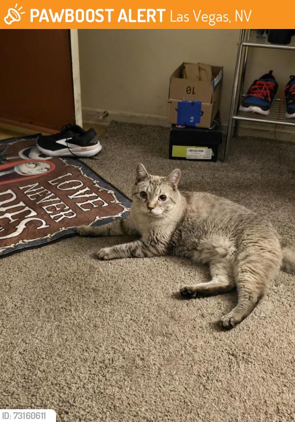Found/Stray Female Cat last seen N Rainbow and W Washington Ave, Las Vegas, NV 89107