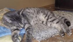 Lost Male Cat last seen Rittenhouse st and airline, Houston, TX 77076