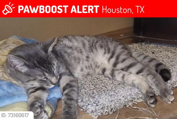 Lost Male Cat last seen Rittenhouse st and airline, Houston, TX 77076