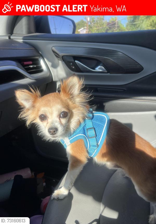 Lost Male Dog last seen Cocos gas station, Yakima, WA 98903
