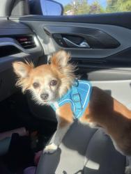 Lost Male Dog last seen Cocos gas station, Yakima, WA 98903