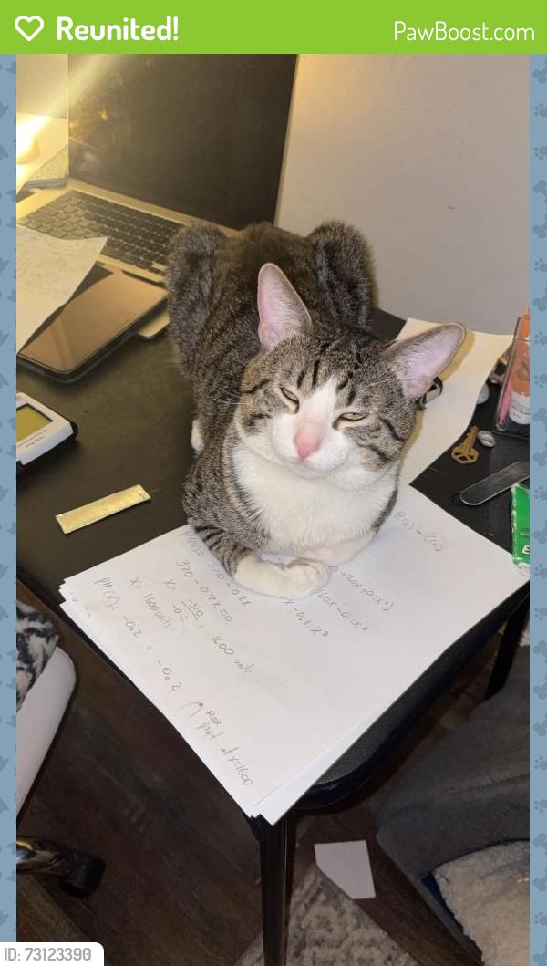 Reunited Male Cat last seen 6th street grant ave Novato CA near bank of America, Novato, CA 94945