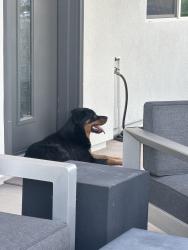 Found/Stray Unknown Dog last seen Palmaire and 10th st, Phoenix, AZ 85020