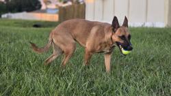 Reunited Female Dog last seen Pershing, Goldenroud, Emu, Orlando, FL 32822