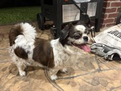 Reunited Female Dog last seen Water Edge Ln, Grand Lakes, TX 77494, USA, Grand Lakes, TX 77494