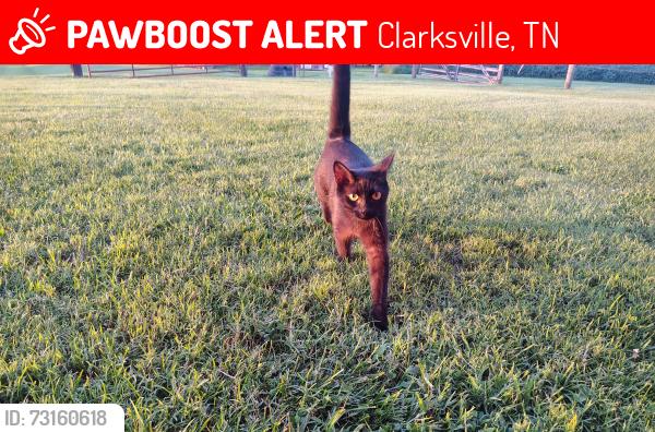 Lost Female Cat last seen Dover road, Clarksville, TN 37042