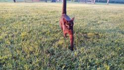 Lost Female Cat last seen Dover road, Clarksville, TN 37042
