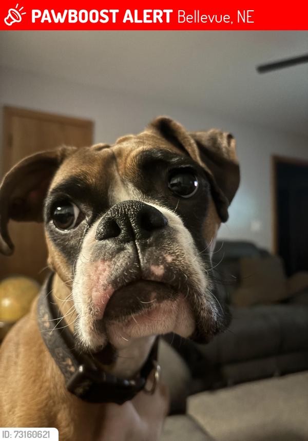 Lost Female Dog last seen 42nd street, Bellevue, NE 68157