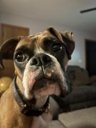 Lost Female Dog last seen 42nd street, Bellevue, NE 68157