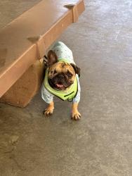 Lost Male Dog last seen Almaden lake park, San Jose, CA 95120