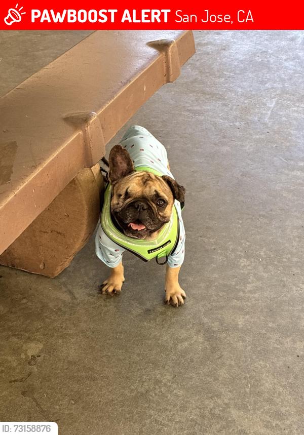 Lost Male Dog last seen Almaden lake park, San Jose, CA 95120