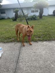 Found/Stray Female Dog last seen Urbana Ave & Ireland dr, Deltona, FL 32725