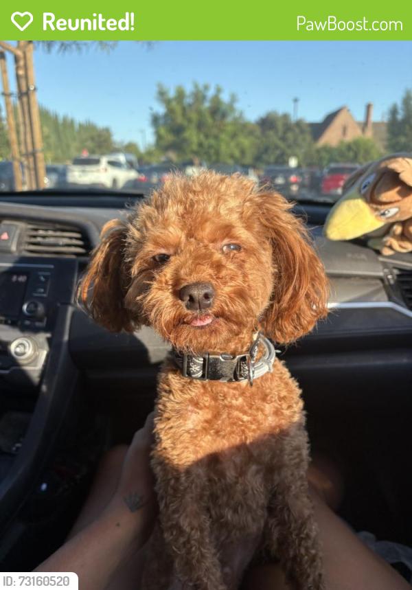 Reunited Male Dog last seen Near Whittier Blvd F, Whittier, CA 90601, USA, Whittier, CA 90601